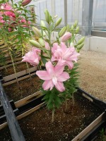 [4540 VH16 No01.JPG]